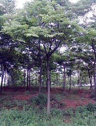 鞍山精密鑄造不銹鋼鑄件
