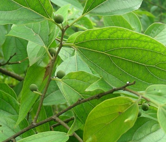 樸樹